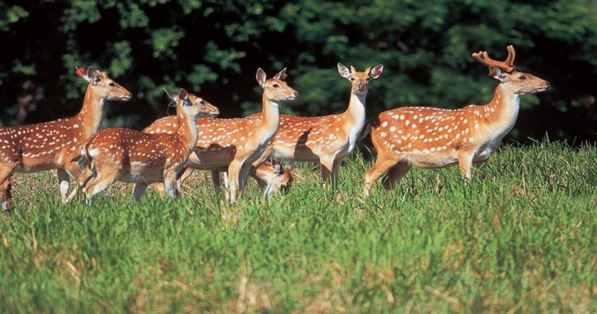 墾丁國家公園復育梅花鹿有成，30年來從223隻成長到逾3600隻，超過16倍，對森林生態環境、農作物、交通帶來負面影響。（圖／墾管處提供）