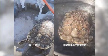烏龜曬太陽忘拿進屋…零下17度慘凍僵 主人下鍋煮竟神奇「復活」