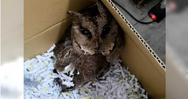 被民眾拾獲的2級保育類鴒角鴞，因受傷被苗栗縣政府農業處帶回照料，待身體復癒後再行野放。（圖／警方提供）