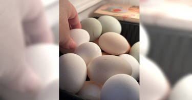 台北市蛋商公會今日宣布蛋價跌3元，變成每台斤46元、產地價36.5元。（圖／資料照片，李欣恬攝）