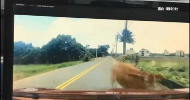 小轎車撞輸大黃牛 車主心痛板金凹陷還被罵