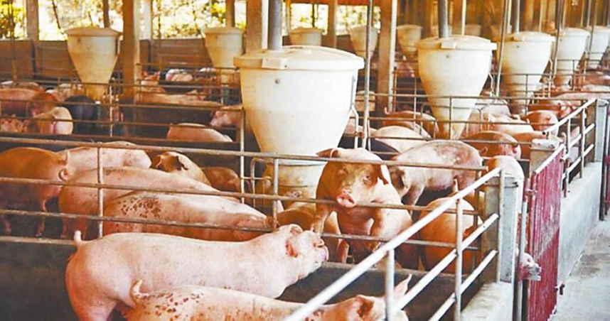 我國向世界動物衛生組織（WOAH）申請「豬瘟非疫國」認定，已獲WOAH科學委員會審查建議「同意」認定，5月WOAH年會可望正式通過。（圖／報系資料照）
