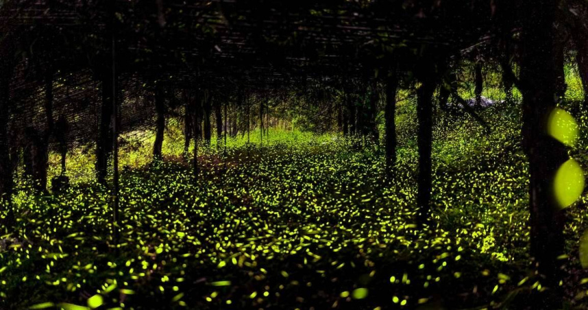 高雄那瑪夏螢火蟲復育有成，此時可見絕美螢光大爆發。（圖／高雄市政府觀光局提供）