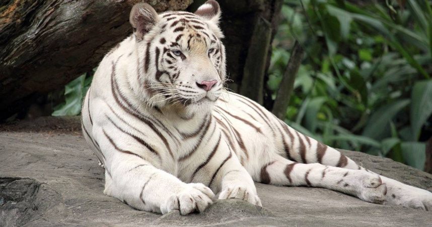 馬里烏波爾市動物園傳出孟加拉白虎咬死飼養員的悲劇。（示意圖非當事虎／Pixabay）