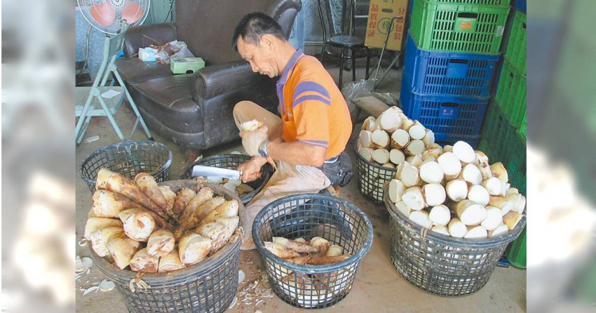 台中市潭子區盛產綠竹筍，受到去年颱風影響，減產3到4成，目前市場銷售價格每台斤120元起跳。（圖／潭子區農會提供／中國時報李京昇台中傳真）
