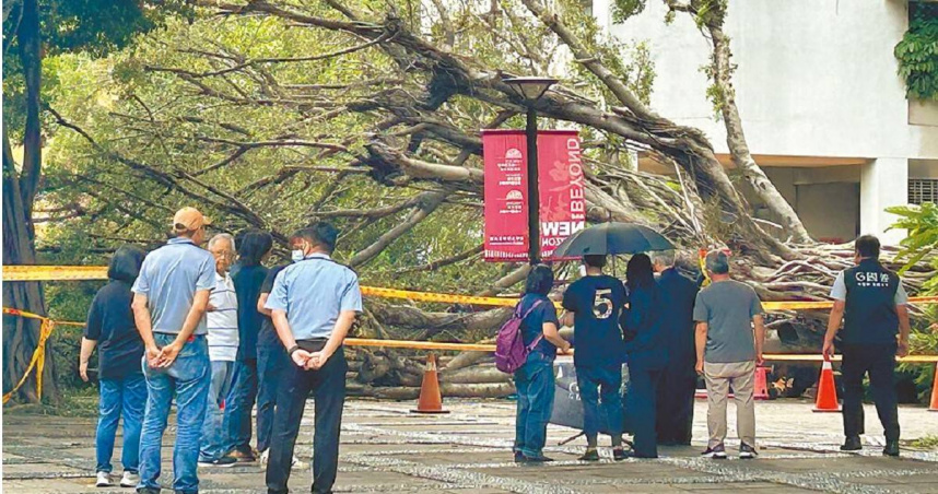 台中逢甲大學上月發生榕樹倒塌意外，釀成1死3傷的憾事。（圖／報系資料照）