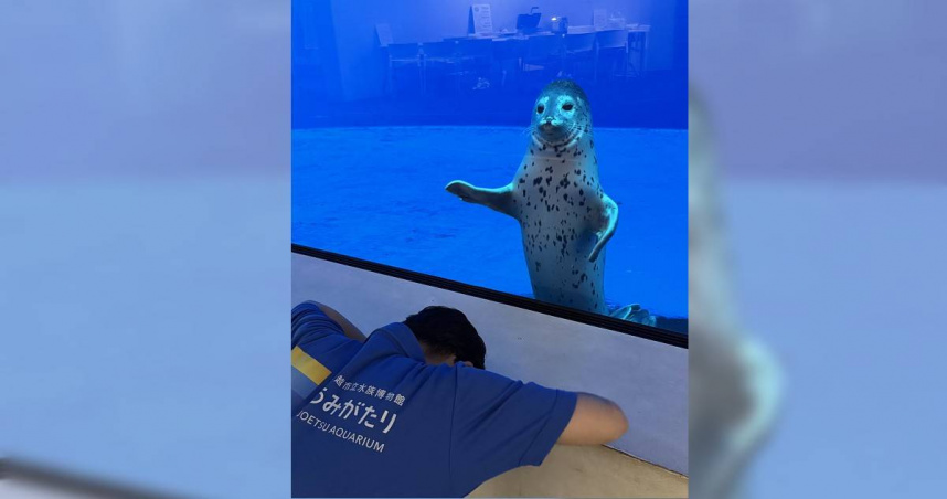 飼育員因誤叫名字，在水槽前向海豹フタバ土下座謝罪。（圖／翻攝自上越市立水族博物館官方X）
