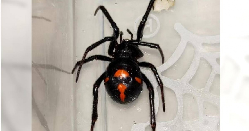 大陸四川一名少年被極其罕見的「怪肥腹蛛」咬傷，出現劇烈腹痛和四肢麻木症狀，就醫後經治療已康復。（圖／翻攝自微博／紅星新聞）