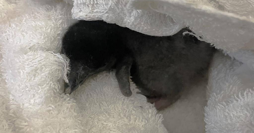 屏東海生館近日傳來超萌喜訊，今年第一隻企鵝寶寶誕生。（圖／海生館提供）