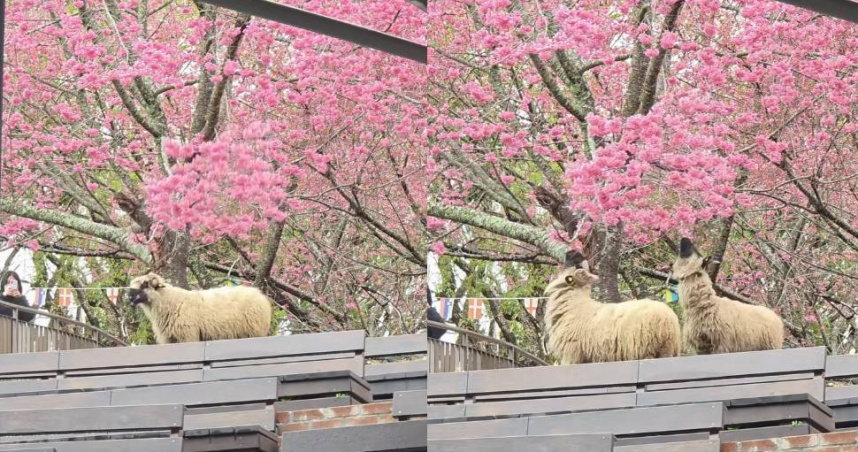 清境農場官方臉書分享羊咩咩吃櫻花的影片，可愛樣子萌翻一眾網友。（圖／翻攝自臉書／清境農場 Qingjing Farm）