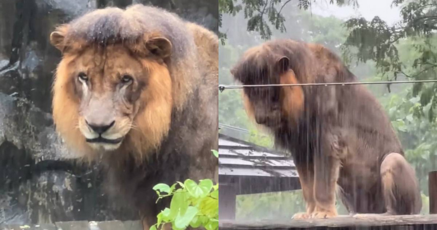壽山動物園公獅「小辛」喜歡站在高處享受大雨，雨中放空的模樣意外成為網友討論焦點。（圖／壽山動物園）