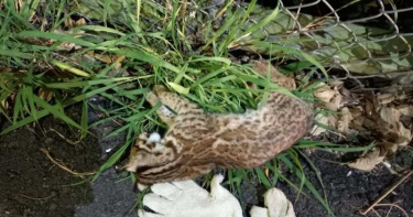 來不及長大!浪漫台三線又路殺 幼年石虎慘死車輪下