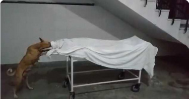 少女車禍亡…遺體竟遭野狗「頭埋入白布啃咬」 家屬泣訴:醫院亂丟