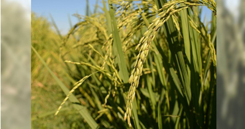 日本米價居高不下，外國米搶攻市場。（示意圖／Pixabay）