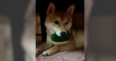 咬住才有安全感? 柴犬竟對青椒「愛不釋口」