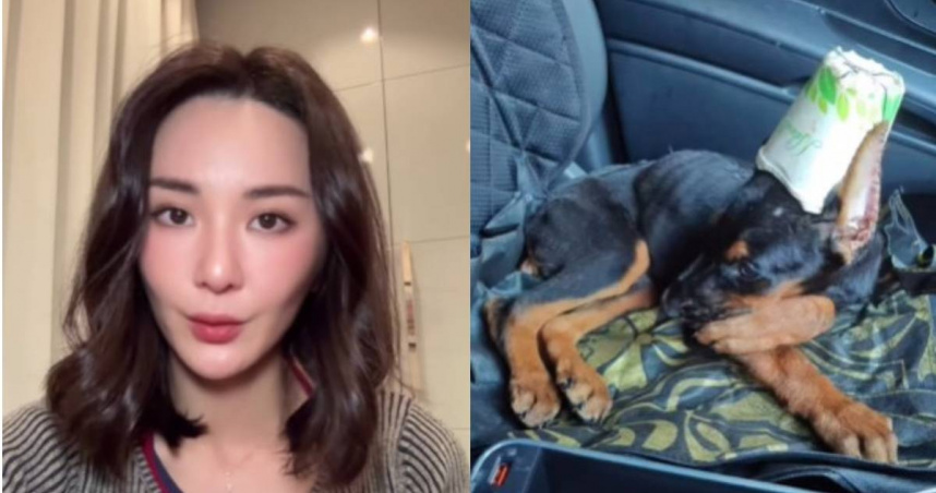 香港女星裕美在IG揭露非法繁殖場不當對待幼犬的行為。（圖／IG＠wadahiromi）