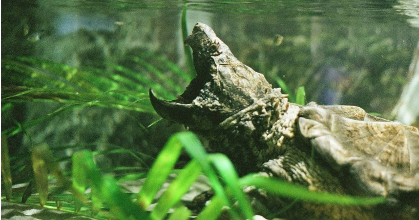 鱷龜。（示意圖／Pexels）