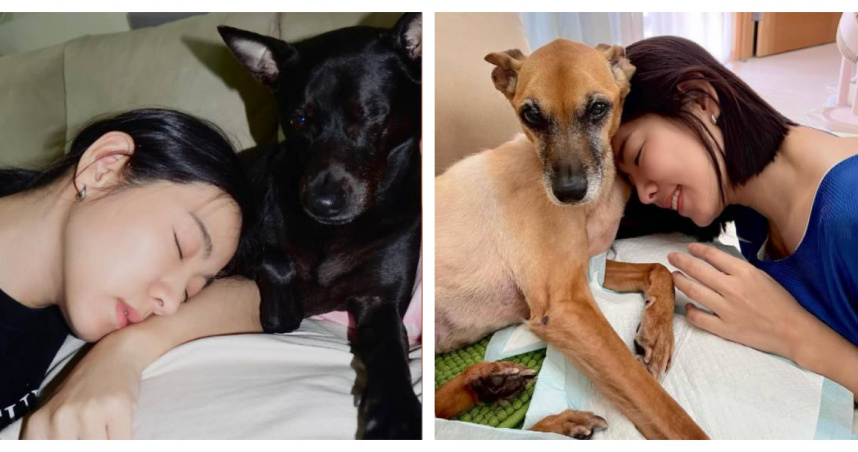 米可白揭露愛犬食用飼料後腹瀉，檢查竟發現飼料內滿是黑色蟲體與蟲卵。（圖／翻攝自IG@mimi00419）