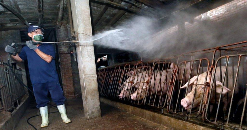 台中傳出非洲豬瘟疫情。（圖／報系資料照）