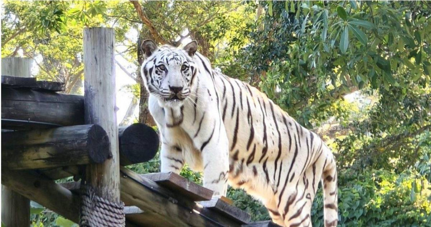 高雄壽山動物園內的明星白老虎「昭海」在22日以高齡19歲安詳辭世。（圖／翻攝自Facebook／Shou Shan Zoo 壽山動物園）