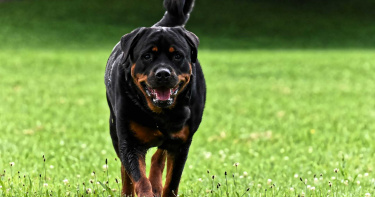新生兒遭「羅威那犬狂咬慘死」還挖土埋屍!母目睹崩潰倒地...抱嬰痛哭