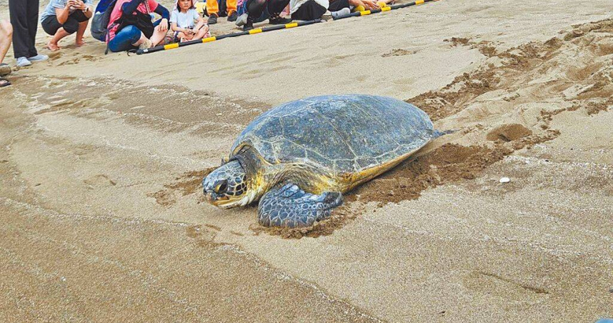 新北動保處17日在金山老街海邊沙灘野放綠蠵龜，吸引許多民眾到場觀賞。（圖／新北市動保處提供／中國時報王揚傑新北傳真）