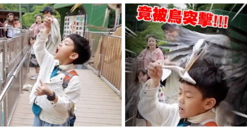 蔡桃貴餵海豹時遭鳥突襲，整段過程全被拍下。（圖／翻攝自Instagram／yga0721）