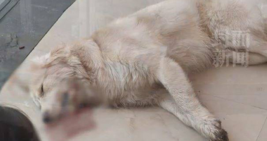 金毛獵犬疑似遭遇暴力，6分鐘後被拖出餐廳後死亡。（圖／翻攝自封面新聞）