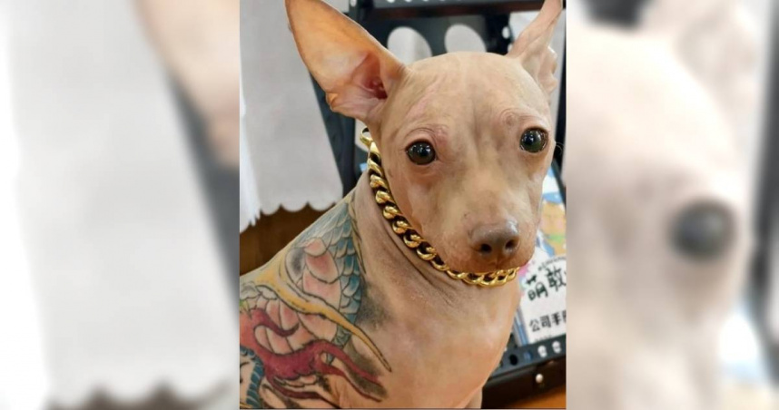 有大陸網友去在上海舉辦的亞洲寵物展，在現場撞見一隻墨西哥無毛犬身上竟有大片刺青，飼主還特地給牠戴金項鍊四處逛向眾人炫耀，遭陸網友出征。（圖／翻攝自微博／揚子晚報）