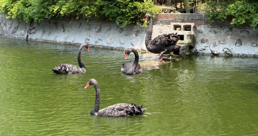 臺北榮民總醫院忘憂湖畔近日迎來新成員，1隻名為「武陵」的母黑天鵝正式加入。（圖／翻攝自臉書，臺北榮民總醫院）