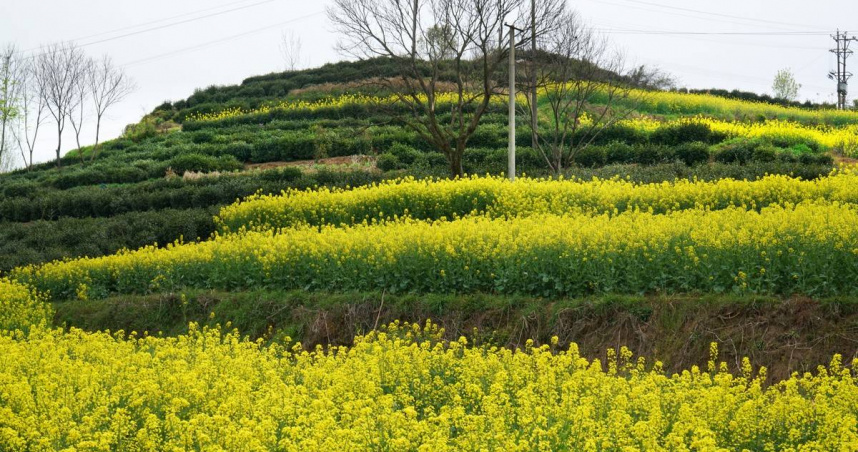 春天在六安市裕安區與油菜花璀璨共舞的茶園。（圖／吳德亮攝影）