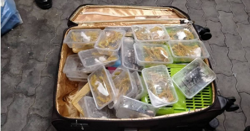 馬來西亞一名34歲男子要從泰國搭機飛往印度，被當局攔查行李竟藏有251隻活體珍稀動物，當場遭逮捕。（圖／翻攝自臉書／กรมอุทยานแห่งชาติ สัตว์ป่า และพันธุ์พืช）