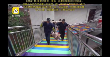 風景區上演「活豬高空彈跳」慘叫連連!表演完直送屠宰場
