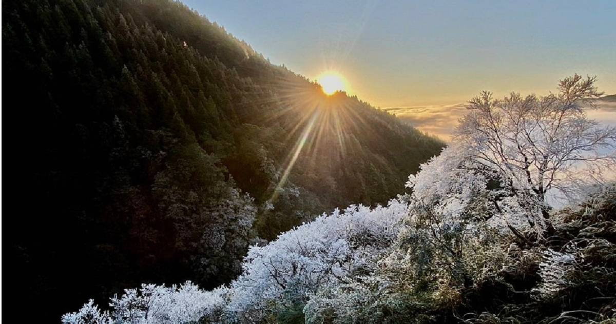 太平山今晨「-1」度!霧淞、日出絕美交映畫面曝光 民眾:好想上山! | 生活 | CTWANT