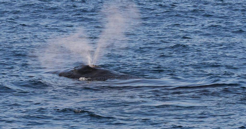 賞鯨船直擊大翅鯨躍出海面擊浪。（圖／多羅滿賞鯨船提供）