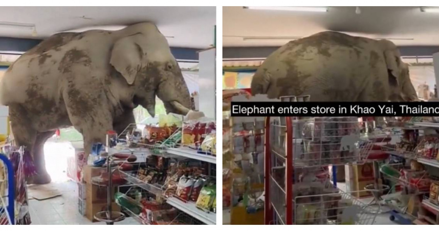 野象小別突襲超商覓食，貨架被翻亂，員工嚇傻逃出店外。（圖／翻攝自x）