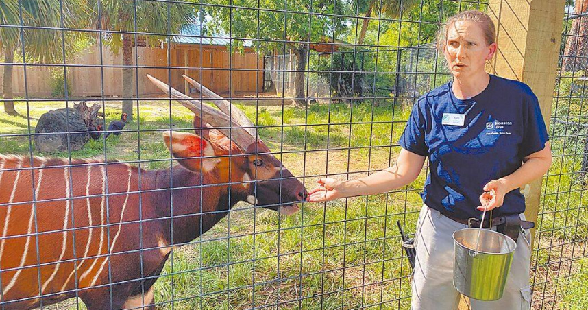 休士頓動物園宣布將剛滿2歲的雄性斑哥羚羊「Harris」贈送給台北市立動物園，盼能繼續繁衍瀕危物種。（圖／報系資料照）