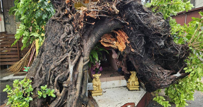 屏東市大埔地區一棵老榕樹遭丹娜絲颱風吹折，令許多居民感到不捨。（圖／報系資料照）