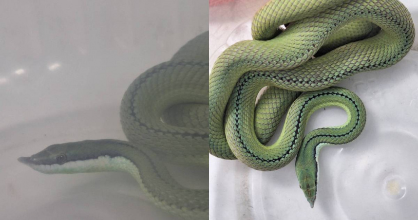 彰化縣鹿港消防分隊日前在住宅區捕獲1條青藍相間的巴倫游蛇。（圖／翻攝自臉書／彰化縣動物防疫所）