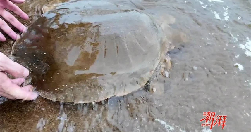 廣東潮州漁民在韓江捕獲大陸1級保護動物「韓江黿」。（圖／翻攝自潮州日報）