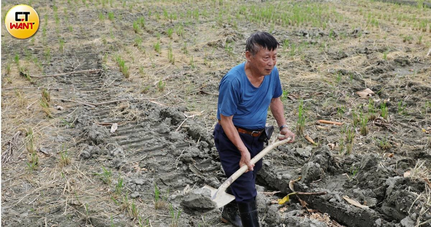 竹市千甲地區汞米案持續延燒，長年「繳公糧」的老農溫先生田地被竹市府大筆一揮列入「農地汙染控制」管制區必須銷毀，至今卻一毛補償金都沒領到，苦不堪言（圖／周志龍攝）