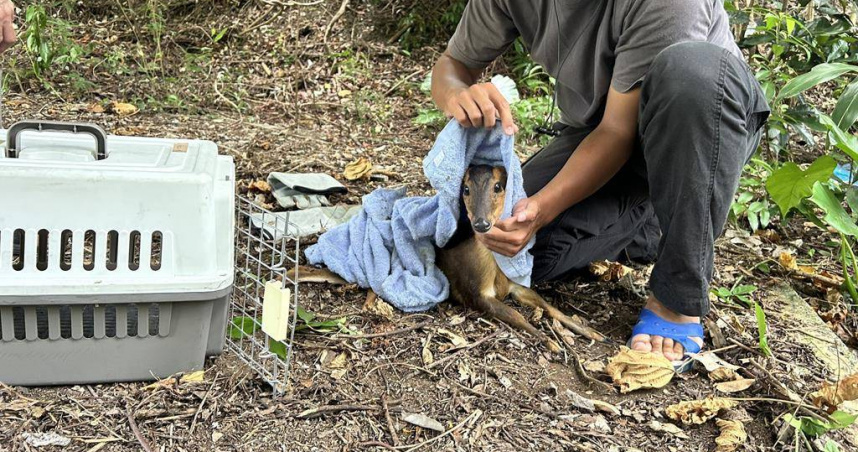 亞成年的山羌疑似誤觸陷阱，右腿受傷受困山區草叢，獲救時健康狀況穩定。（圖／民眾提供）