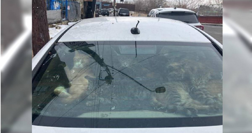 美國賓夕法尼亞州費城出現疑似虐寵事件，有29隻貓咪被關在停放路邊的轎車內，且裡面散發惡臭味。（圖／翻攝自臉書／PennsylvaniaSPCA）