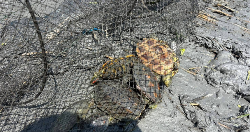 作秀害命1／金質獎沾血！八河分署「表演式生態」　工班草率溺斃多龜