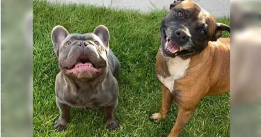 4搶匪持刀私闖...2忠犬上前決鬥「肉身擋刀」!主人感動讚:全家人的英雄