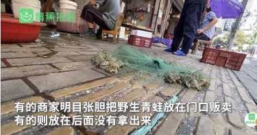 野味再度復活?武漢市場販售「活跳跳野生青蛙」 網傻眼:還敢吃