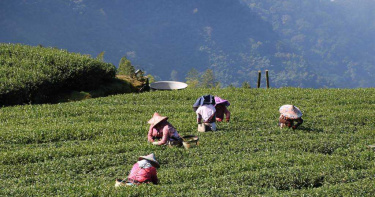 雲林農好慘!乾旱害茂谷柑掉光光 又沒外商買咖啡茶葉
