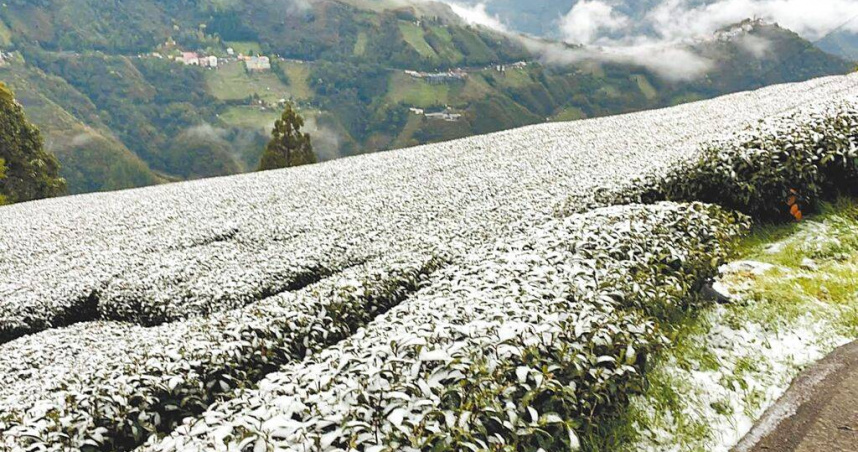桃園市復興上巴陵地區18日清晨降下罕見3月雪。（圖／桃園市農業局提供／中國時報姜霏桃園傳真）