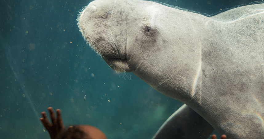 儒艮被認為是傳說中「美人魚」的原型，目前在全球屬瀕危物種。（示意圖／翻攝Pexels）