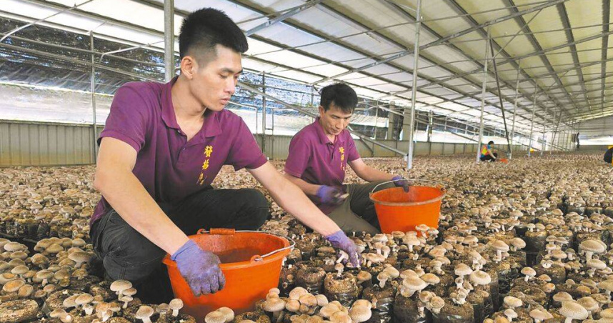 台中市新社區是香菇生產重鎮，受少子化、高齡化衝擊，菇農只得聘請外籍移工解決人力問題，新社菇寮四處可見外籍移工。（圖／中國時報李京昇攝）